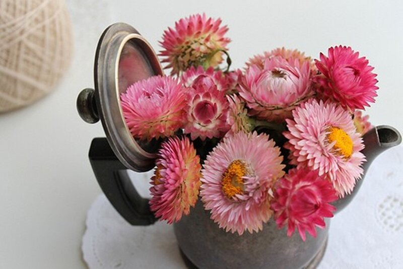 Pink Flowers in Teapot — Calm