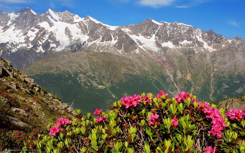 Pink flowers in the mountains