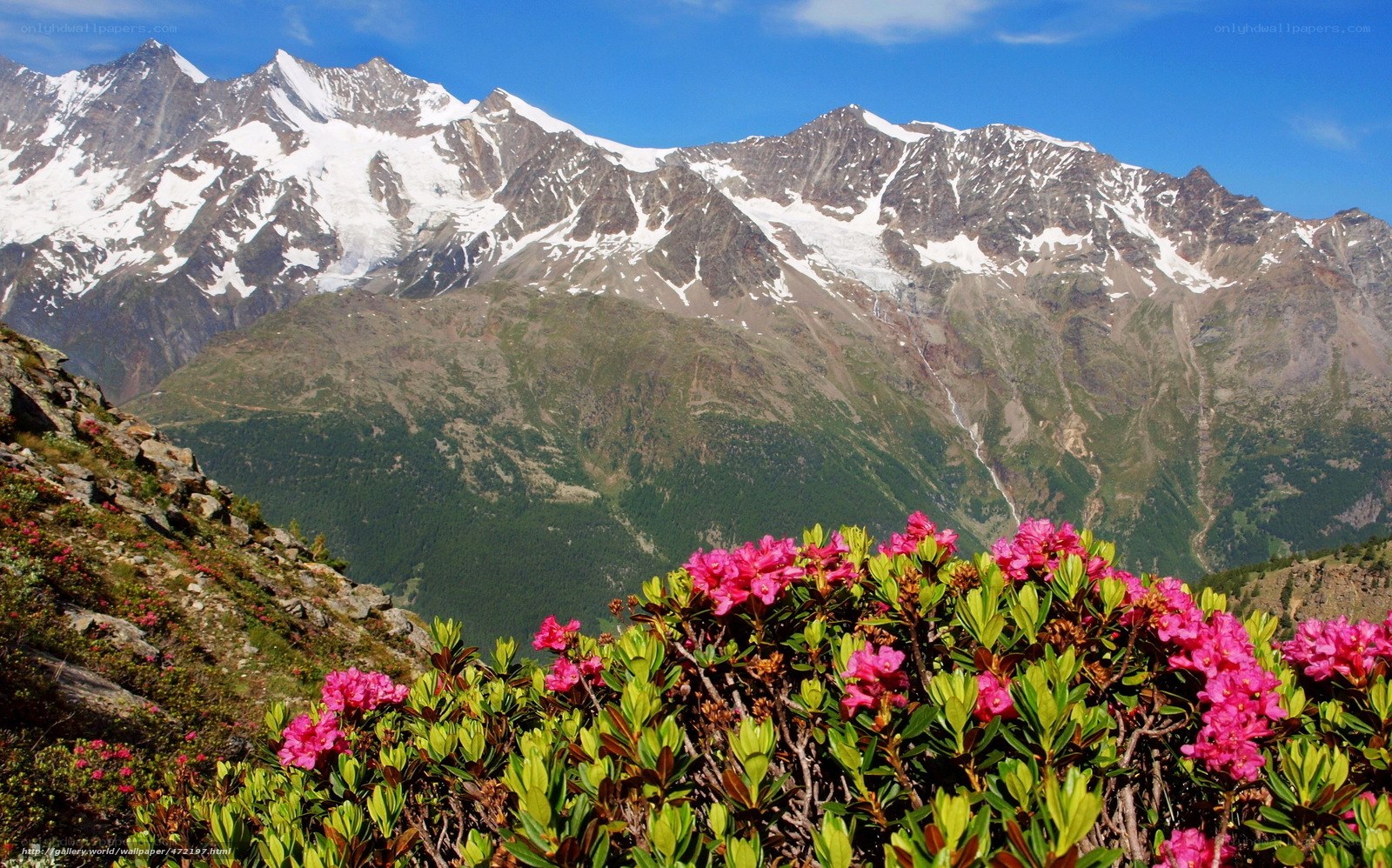 Pink flowers in the mountains