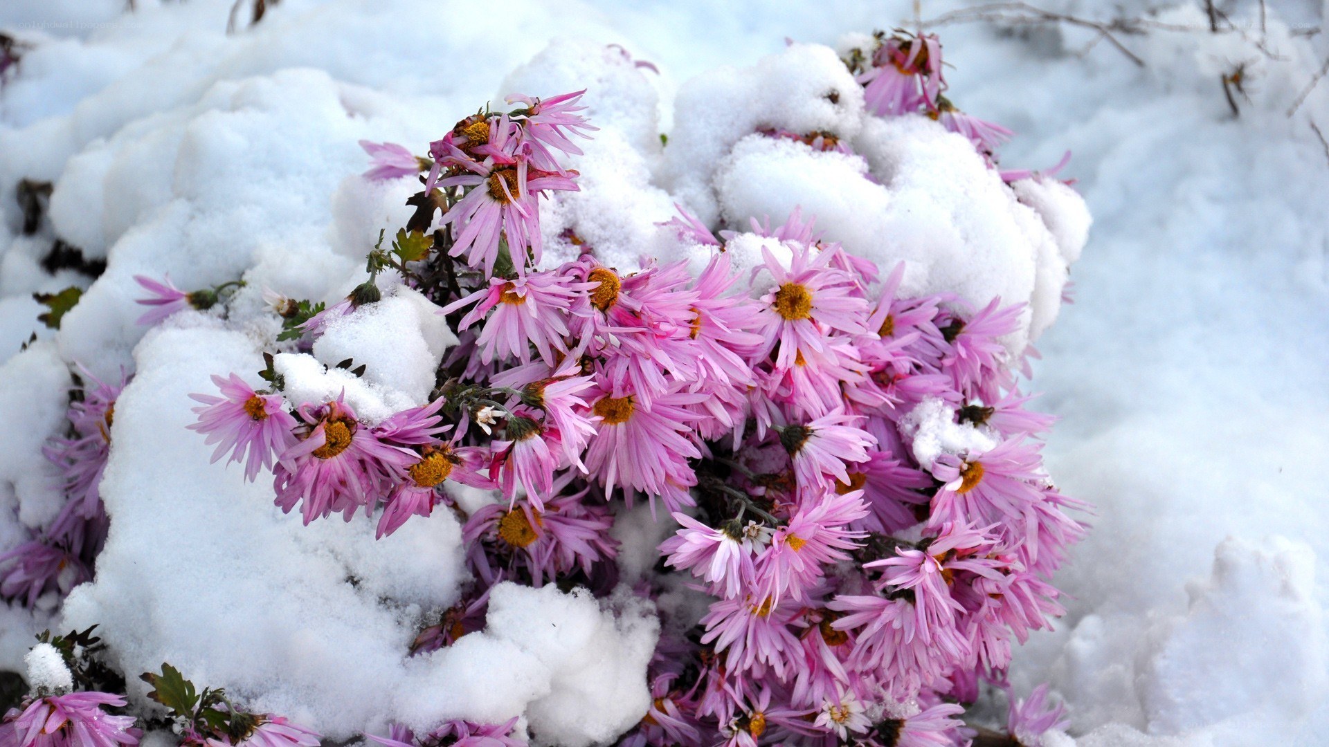 Pink flowers in the snow