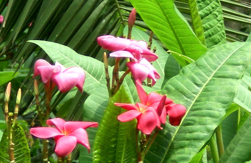 Pink flowers in tropical foliage