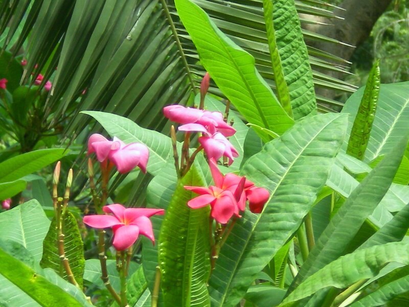 Pink flowers in tropical foliage