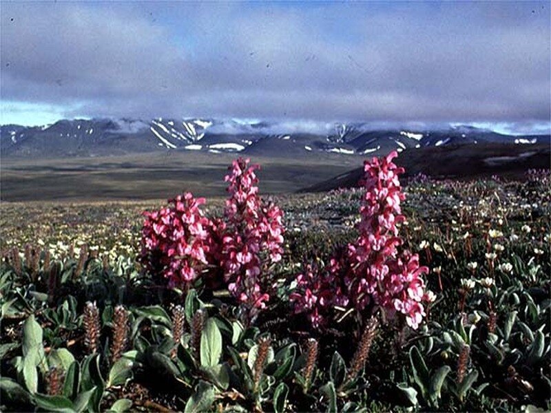 Pink Flowers in Tundra