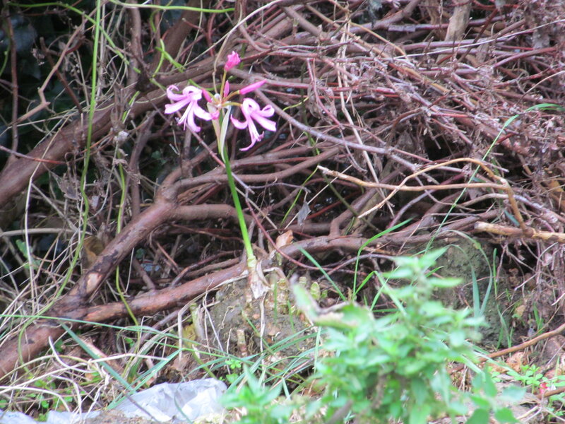 Pink Flowers in Twigs