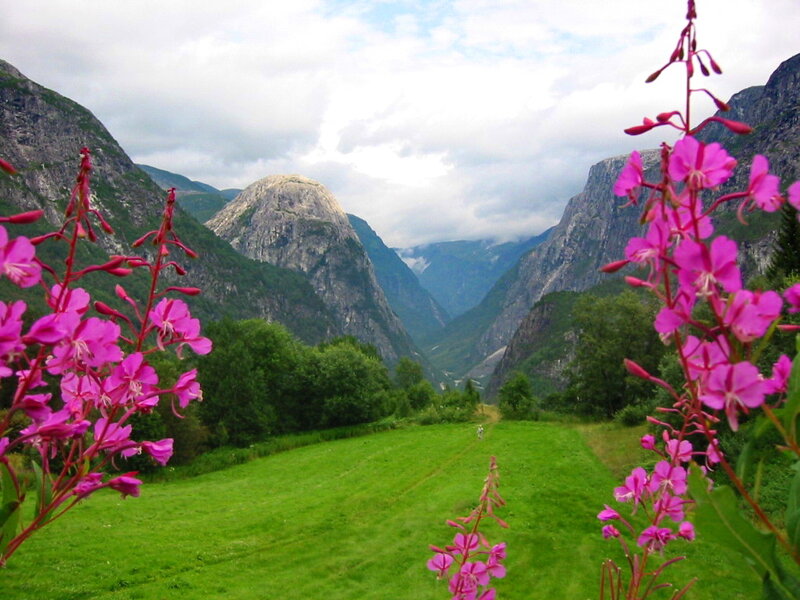 Pink Flowers in Valley — Green