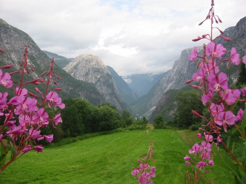 Pink Flowers in Valley