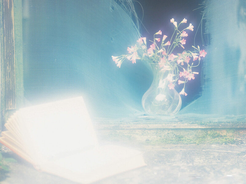 Pink Flowers in Vase — Blue