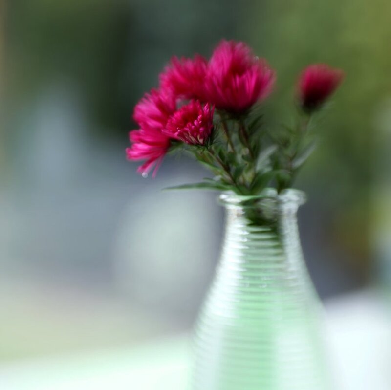 Pink Flowers in Vase — Calm, Photograph, Leaves