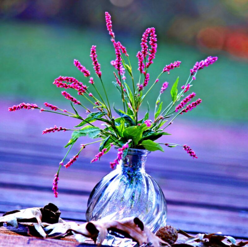 Pink Flowers in Vase — Purple, Calm