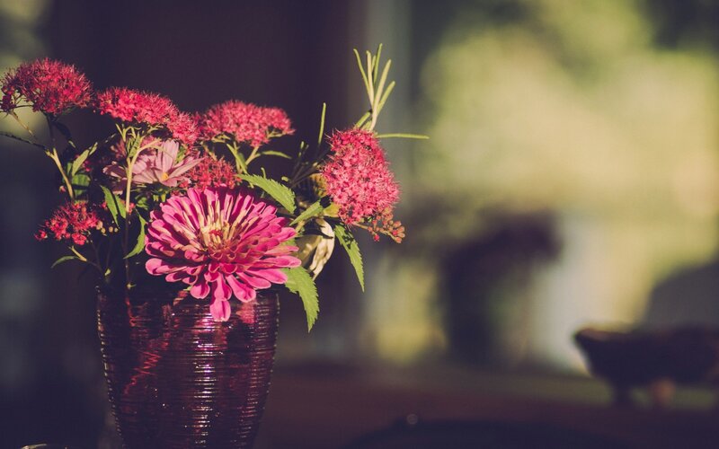 Pink Flowers in Vase — Serene, Afternoon, Photograph, Greenery