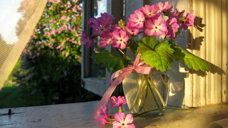 Pink Flowers in Vase — Serene, Afternoon, Photograph