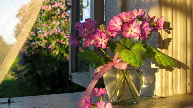 Pink Flowers in Vase — Serene, Afternoon, Photograph, Window, Ribbon
