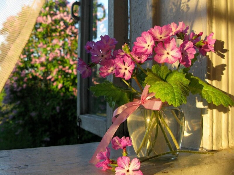 Pink Flowers in Vase — Serene, Morning, Photograph, Window