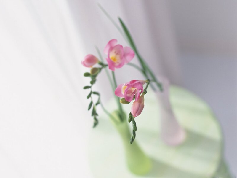 Pink Flowers in Vase — Serene, Photograph, Green Stems
