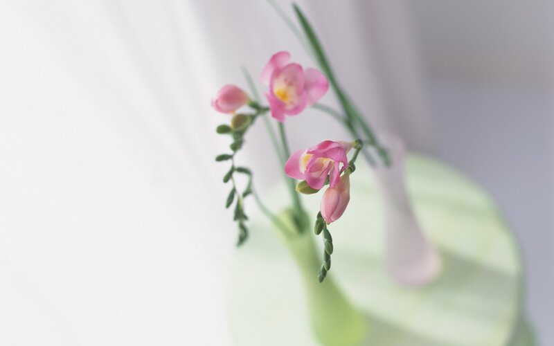 Pink Flowers in Vase — Serene, Photograph, Green Stems, White