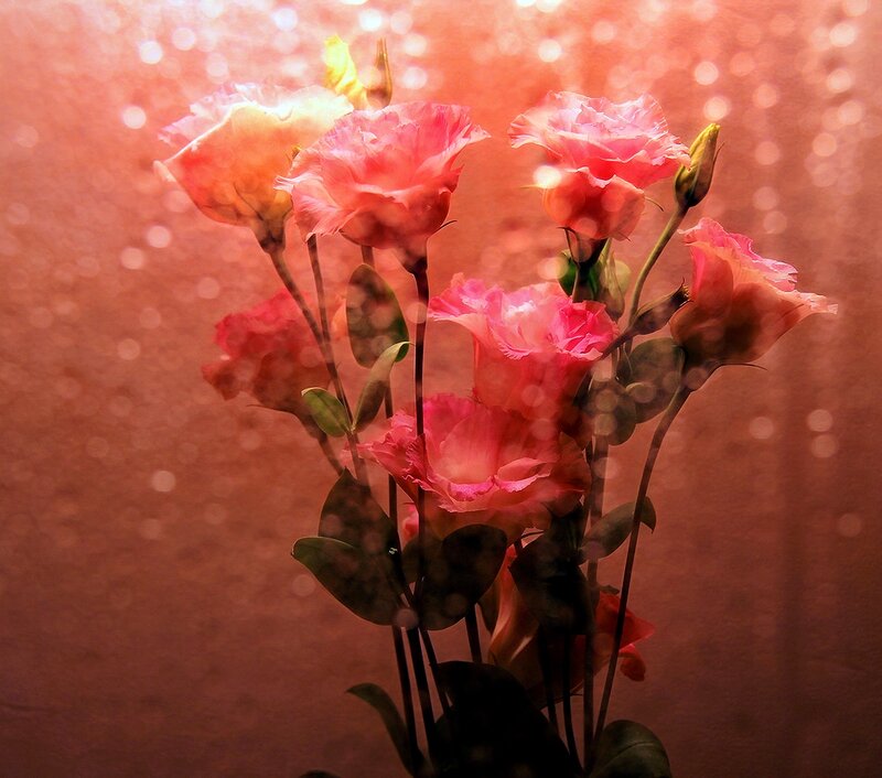 Pink Flowers in Vase — Serene, Photograph, Leaves
