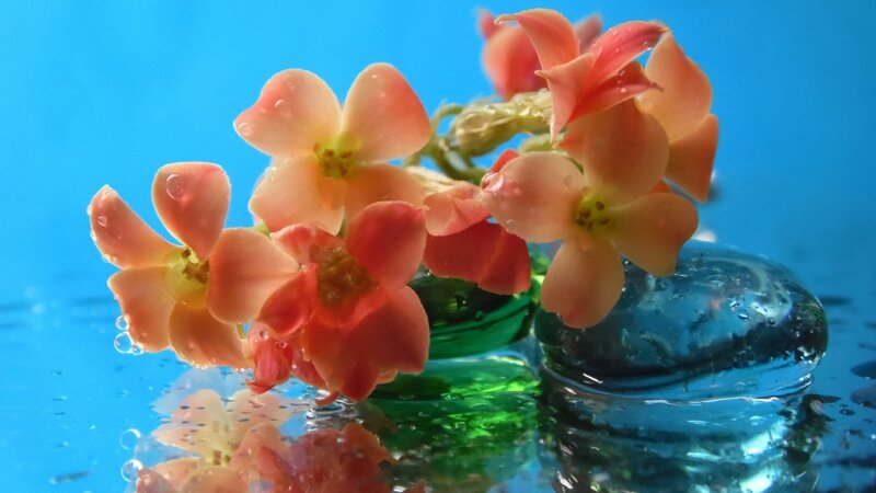 Pink Flowers in Water — Blue