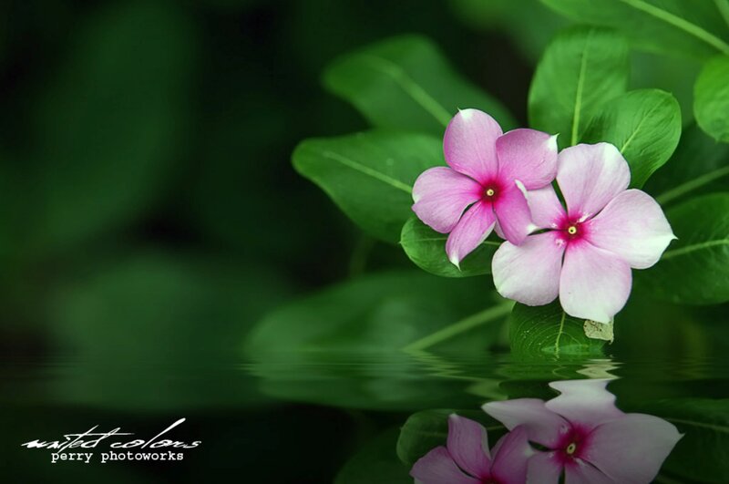 Pink Flowers in Water — Green