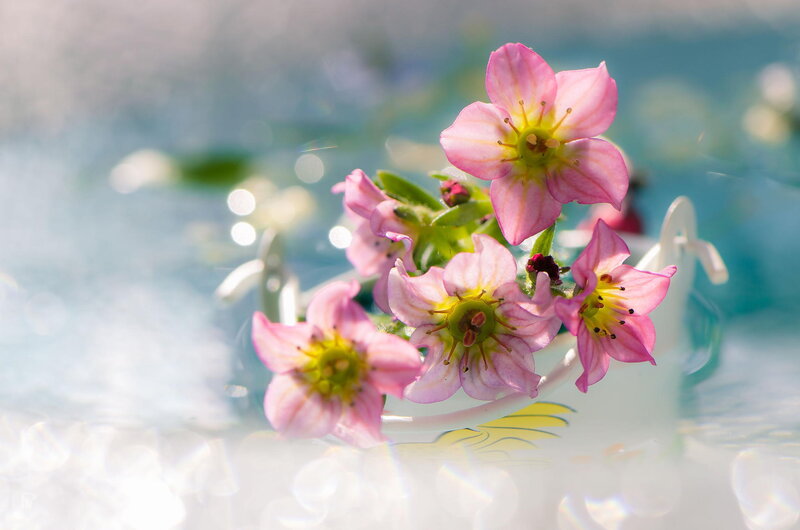 Pink Flowers in Water — Serene, Afternoon
