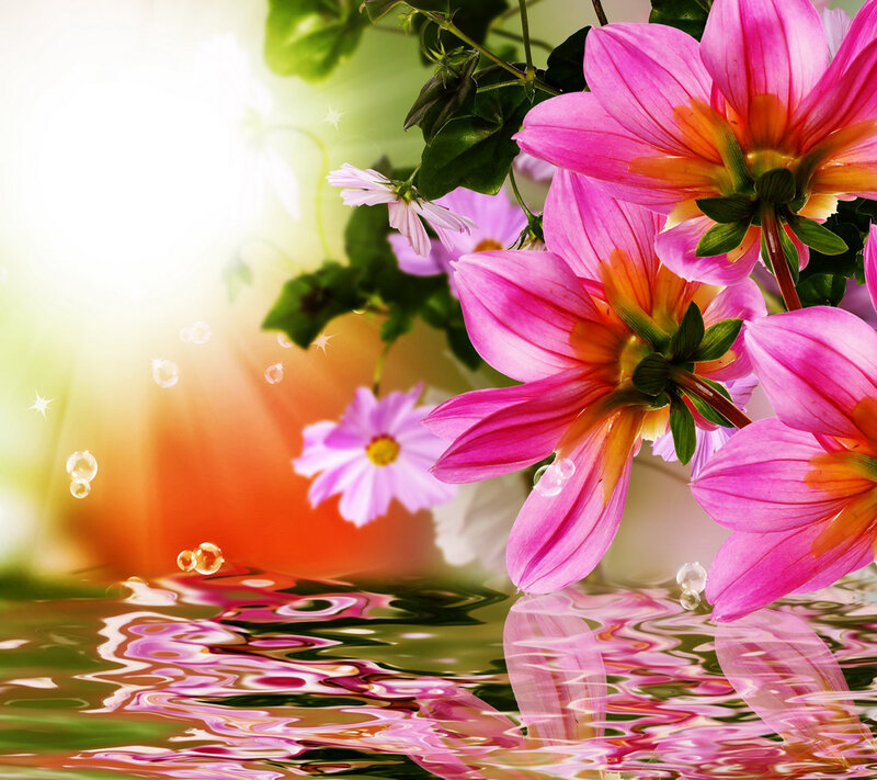 Pink Flowers in Water — Serene, Morning, Digital Art