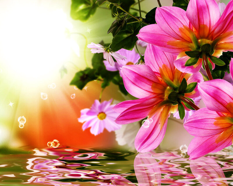 Pink Flowers in Water — Serene