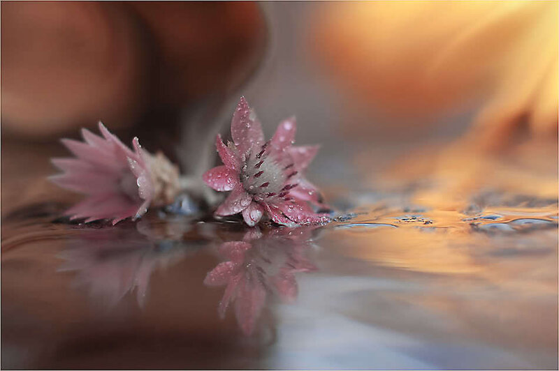 Pink Flowers in Water