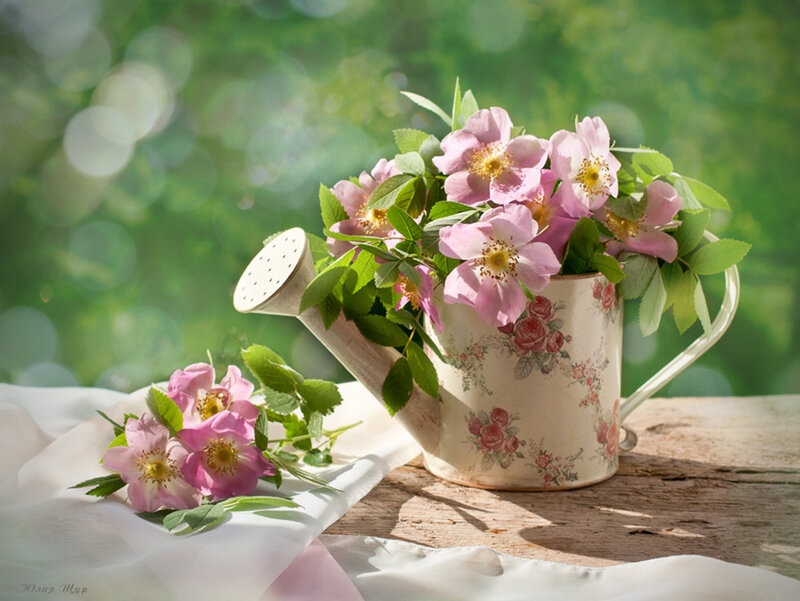 Pink Flowers in Watering Can — Serene