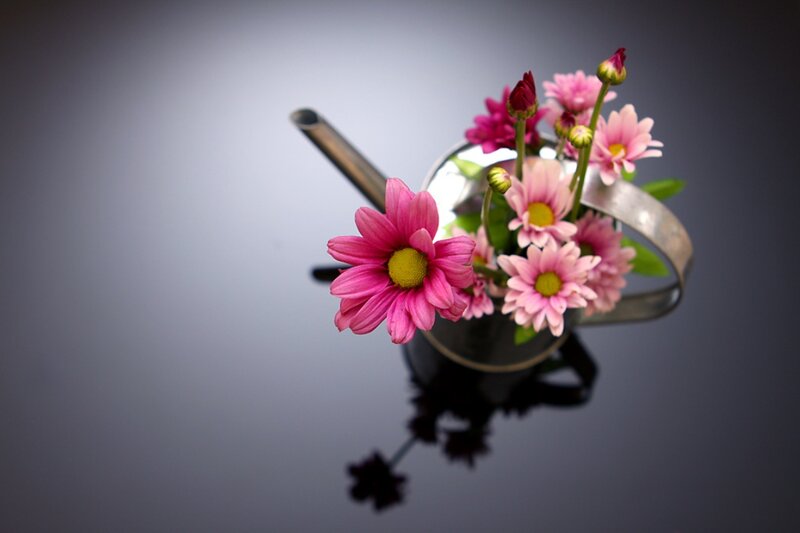 Pink Flowers in Watering Can