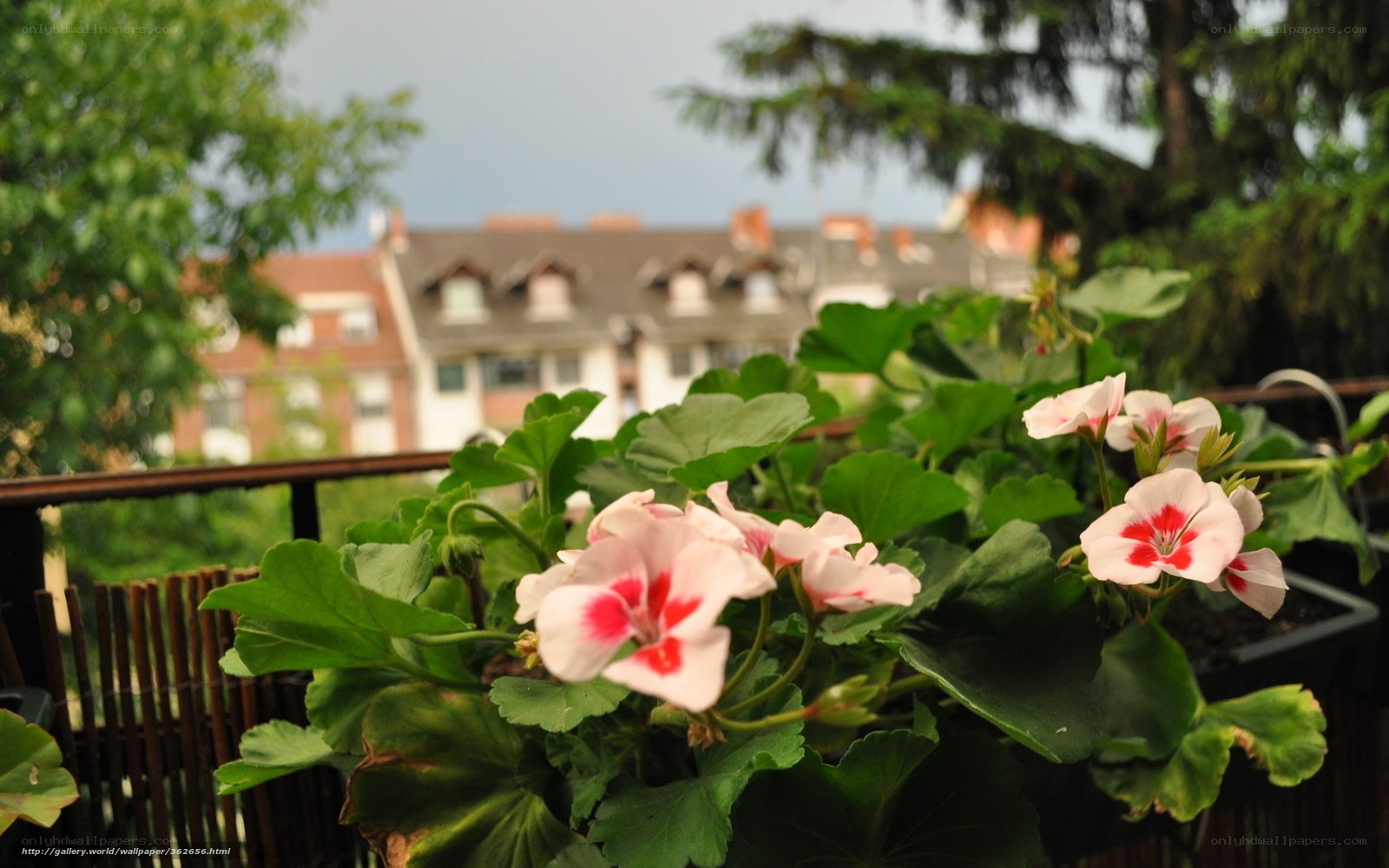 Pink flowers on a balcony