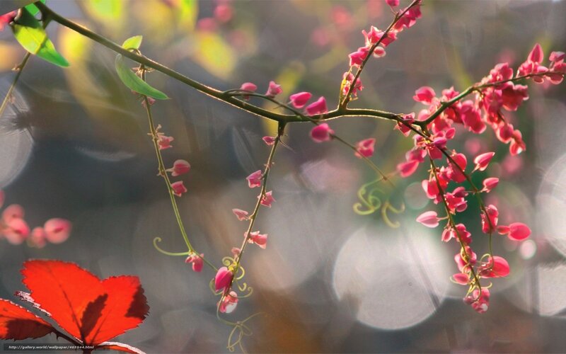 Pink flowers on a branch