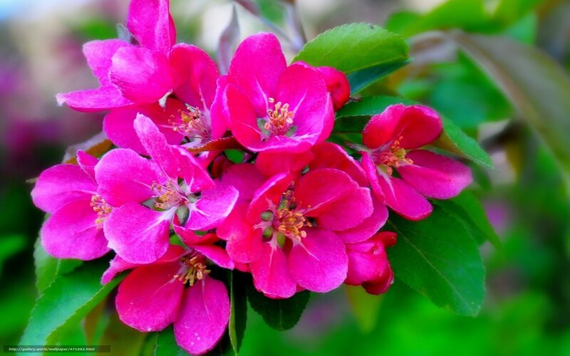 Pink flowers on a branch