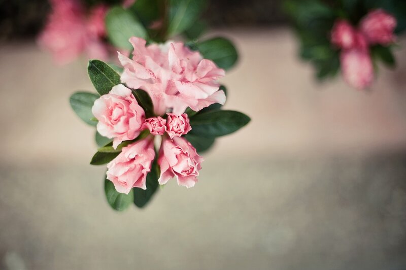 Pink flowers on a branch