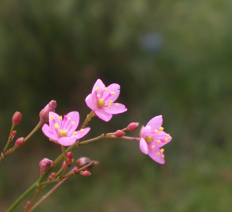 Pink flowers on a branch