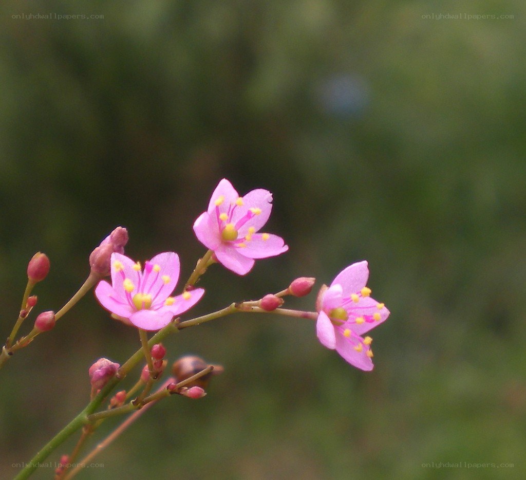 Pink flowers on a branch