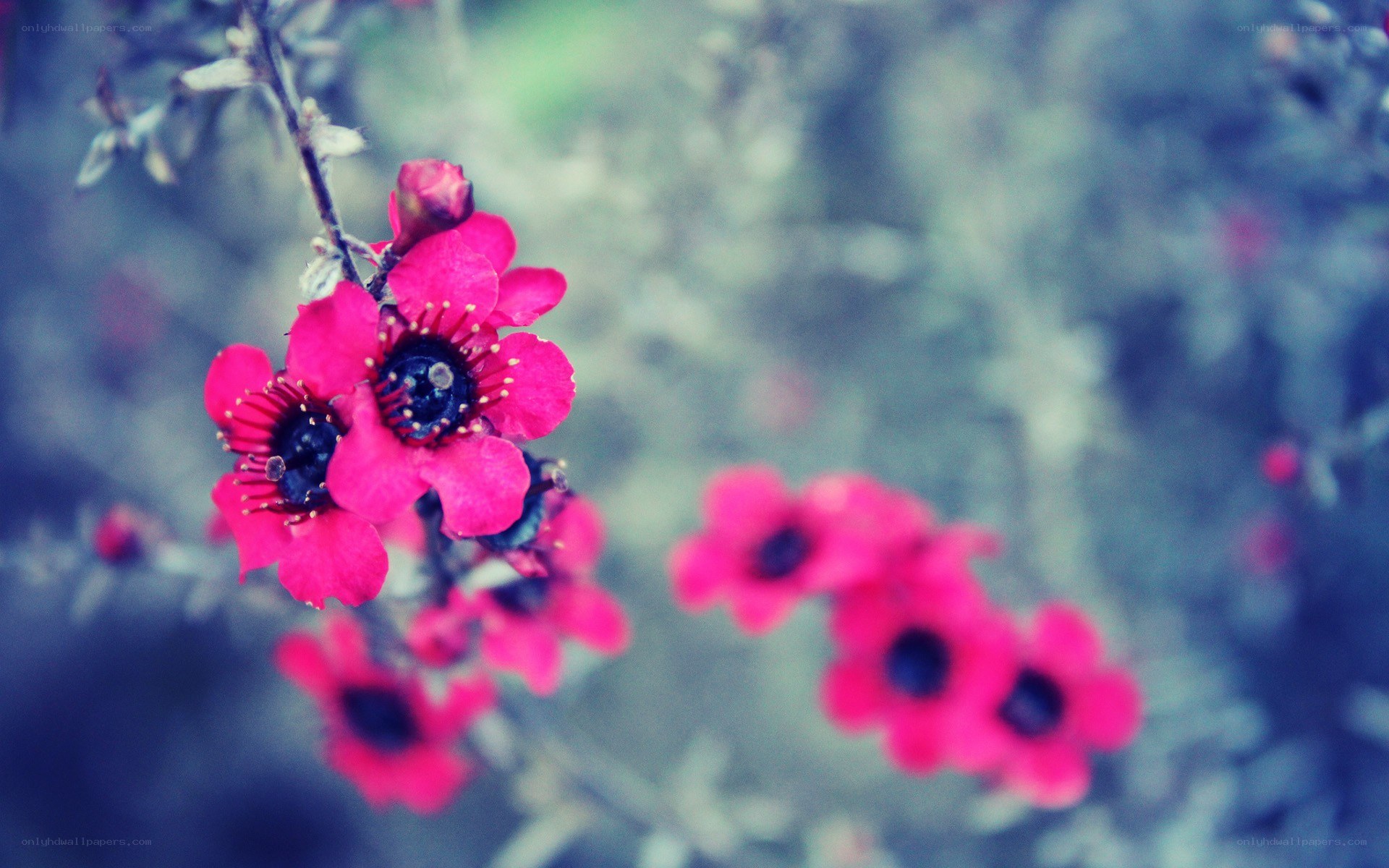 pink flowers on a branch
