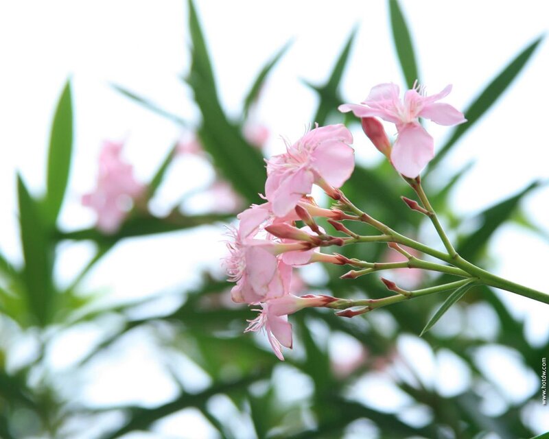 Pink flowers on a branch