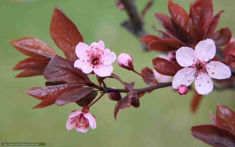 Pink flowers on a branch