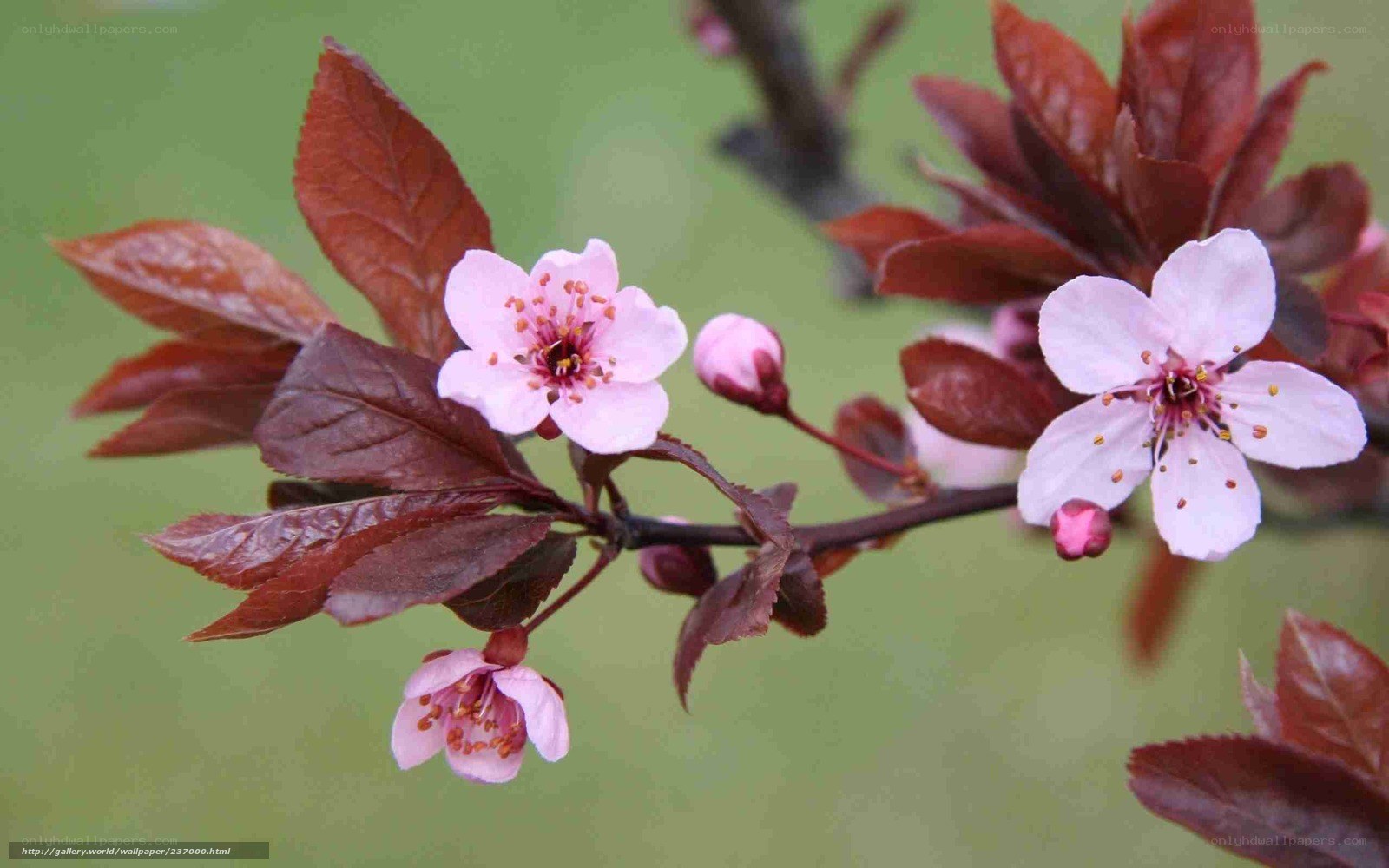 Pink flowers on a branch