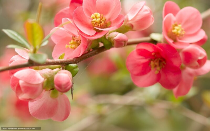 Pink flowers on a branch
