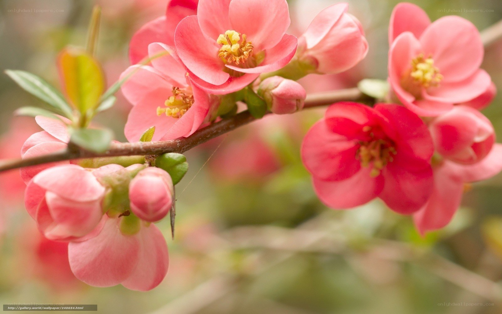 Pink flowers on a branch