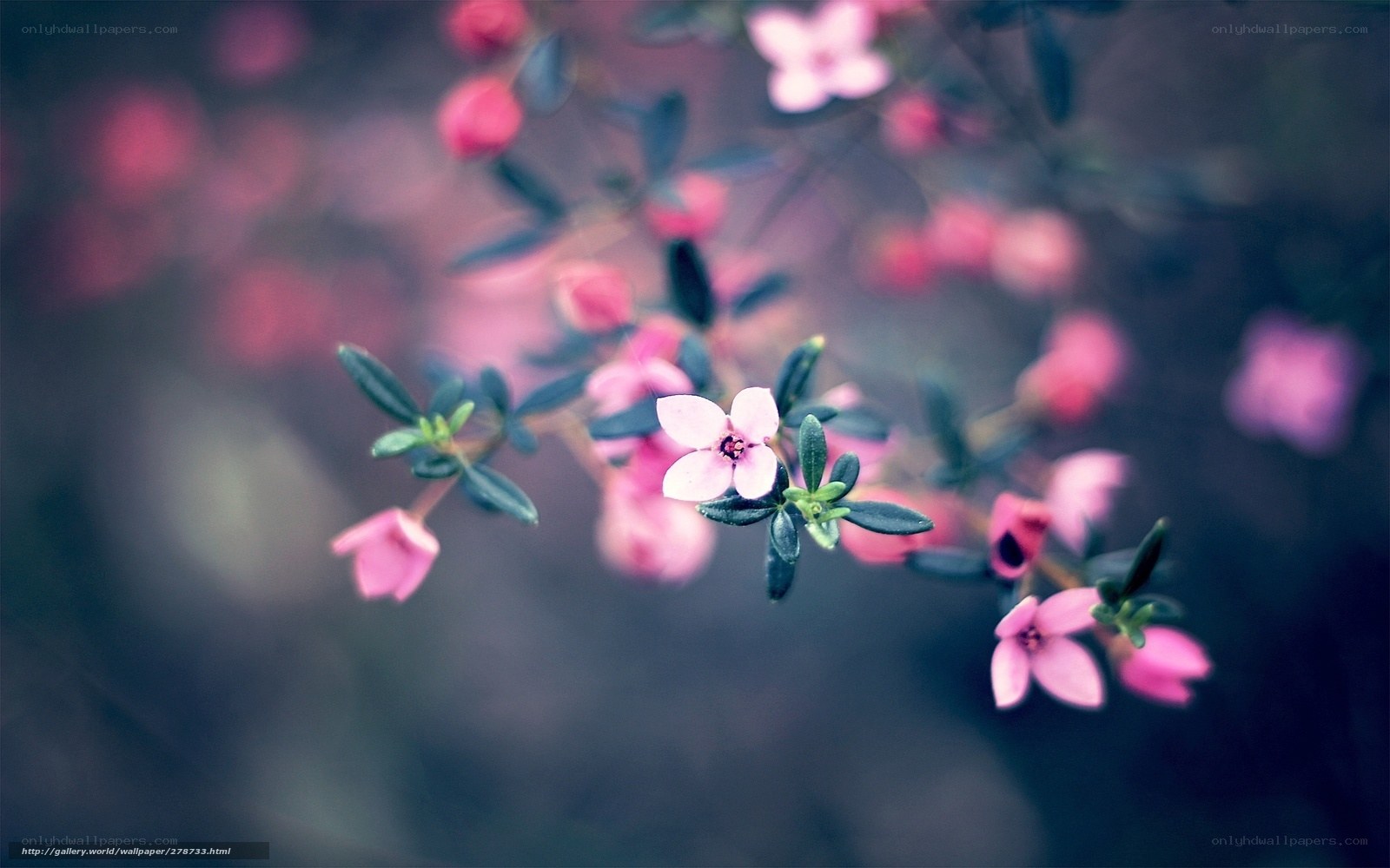 Pink flowers on a branch