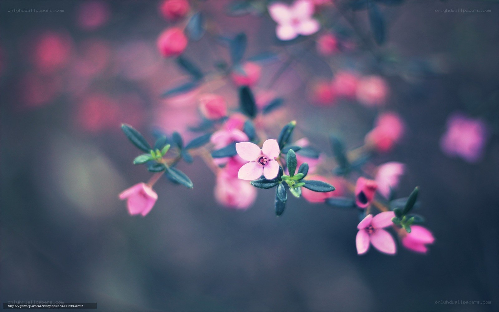 Pink flowers on a branch
