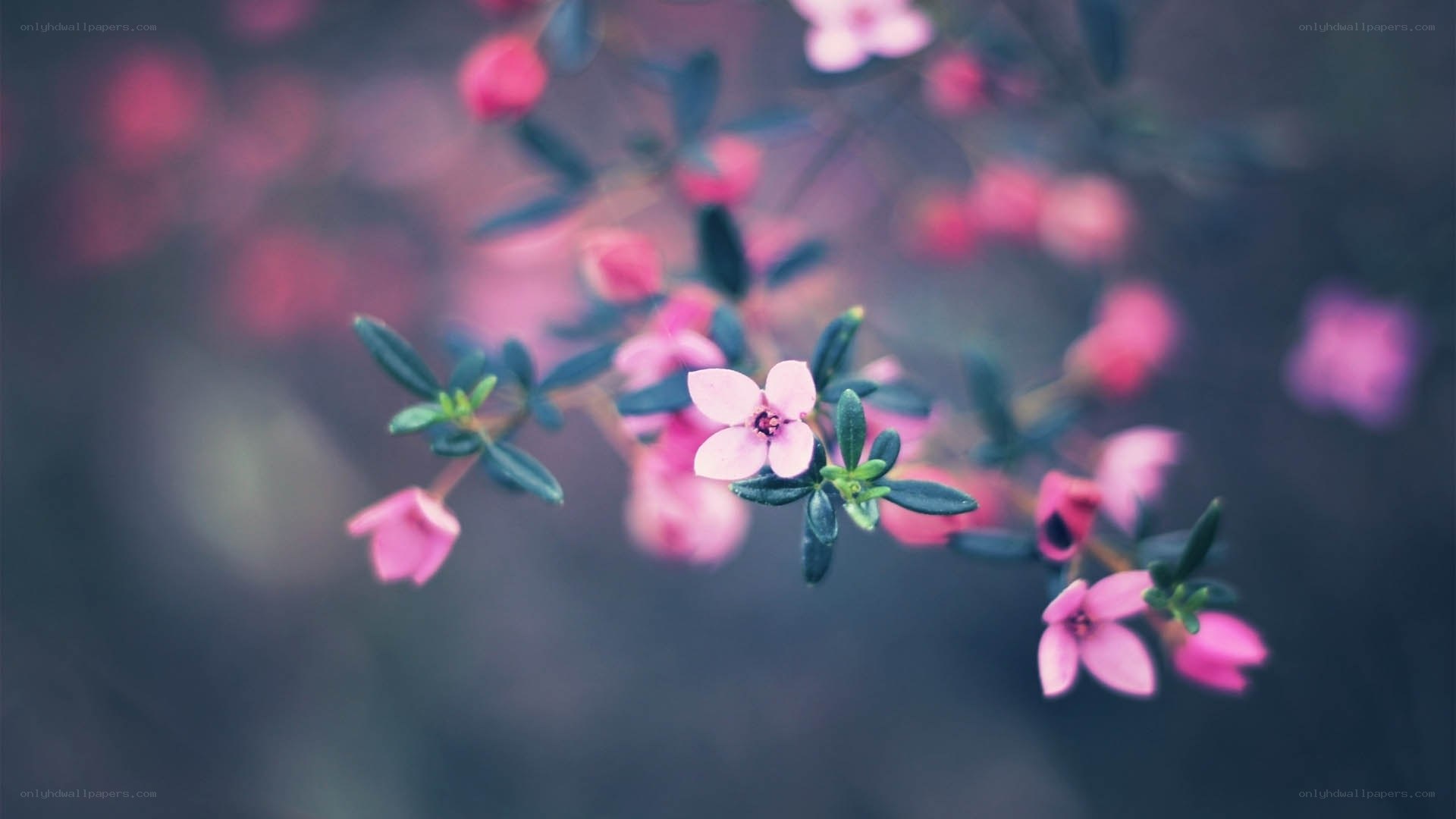 Pink flowers on a branch