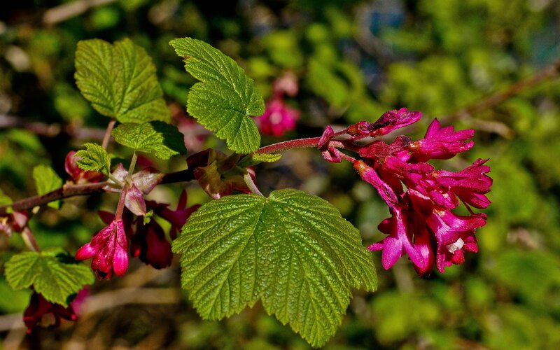 Pink Flowers on a Branch — Green