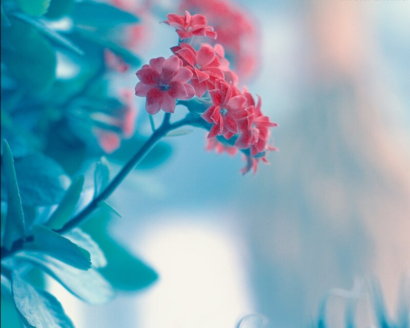 Pink Flowers on a Branch — Serene