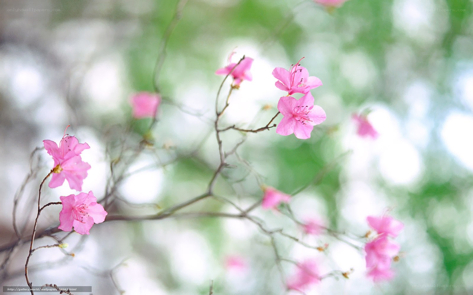 Pink flowers on a branch