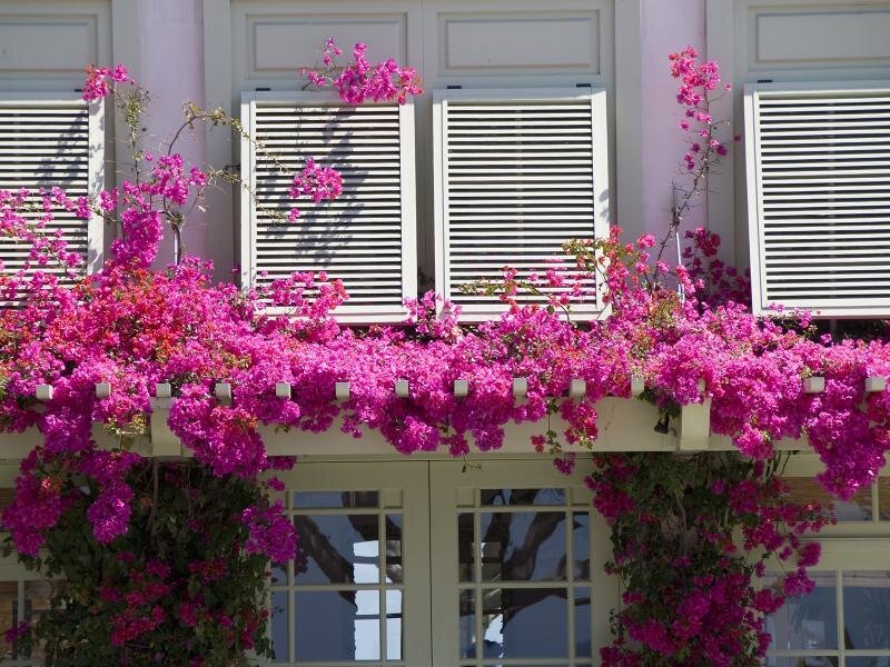 pink flowers on a building facade