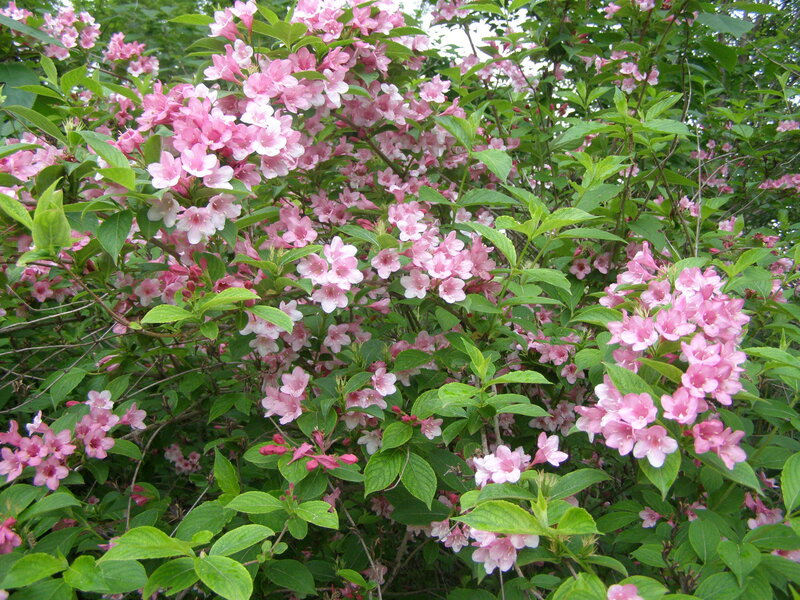 pink flowers on a bush