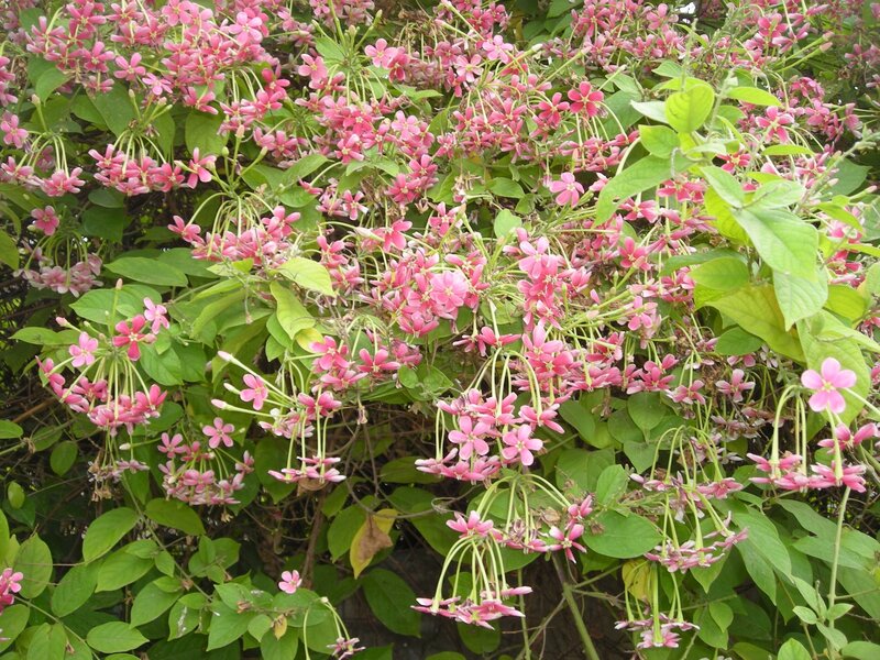 Pink flowers on a bush