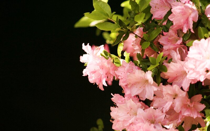 Pink flowers on a dark background